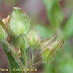 Cistus inflatus ഫലം