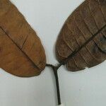 Trattinnickia rhoifolia Annet
