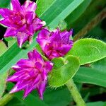 Gomphrena nitida Flower