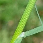 Glyceria fluitans Leaf