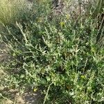 Atriplex prostrata Flower