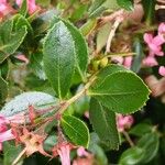 Escallonia rubra Leaf