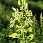 Loncomelos pyrenaicus Flor