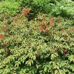 Fuchsia magellanica Blodyn