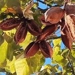 Brachychiton discolor Fruto
