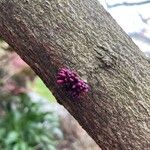 Cercis canadensisΛουλούδι