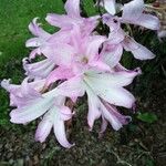 Amaryllis belladonna पत्ता