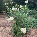 Carpenteria californica Hábito