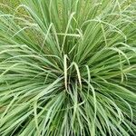 Cymbopogon nardus ᱥᱟᱠᱟᱢ