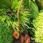 Nepenthes truncata Облик