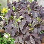 Oxalis triangularis 葉