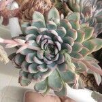 Echeveria colorata List