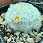 Mammillaria plumosa Цветок