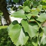 Tilia tomentosa葉