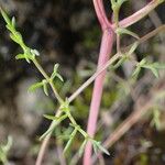 Trinia glauca Bark