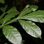 Quassia amara Hoja