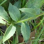 Hieracium sabaudum Leaf