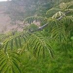 Albizia harveyi Fulla