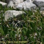 Carex rupestris Pokrój