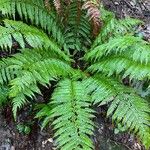 Polystichum aculeatumLiść