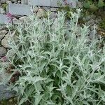 Salvia canariensis পাতা