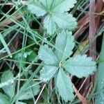 Potentilla anglica Deilen