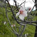 Prunus dulcis Flor