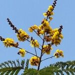 Peltophorum pterocarpum Flower