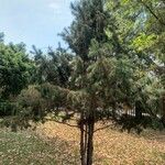 Pinus nelsonii Habit