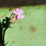 Petrorhagia prolifera Flor