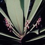 Tapeinosperma grandiflorum Flor