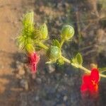 Hibiscus aponeurus Blüte