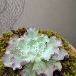 Echeveria shaviana برگ