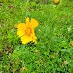 Coreopsis lanceolataŽiedas