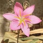 Zephyranthes carinata 花