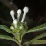 Psychotria vieillardii फूल