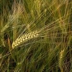 Hordeum vulgare Frukt