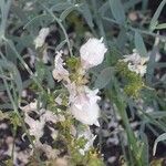 Linaria nivea Flor
