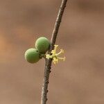 Pleiocarpa pycnantha Flower