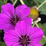 Geranium psilostemon Blomma