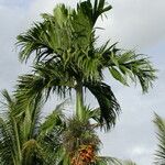 Areca catechu Habitat