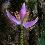 Musa velutina Flower