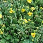 Opuntia humifusa Habitat