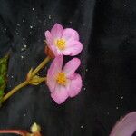 Begonia picta Агульны выгляд