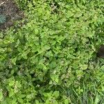 Ageratum conyzoides Blatt