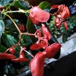 Begonia coccineaFlor