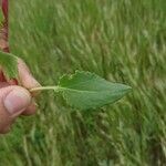 Rumex roseus Liść