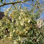 Moringa oleifera Flor