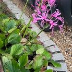 Nerine bowdenii Leaf