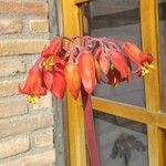 Cotyledon orbiculata Квітка